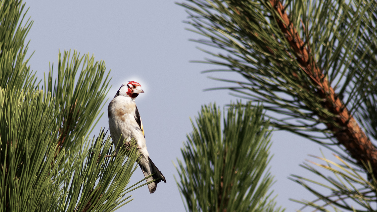 European Goldfinch